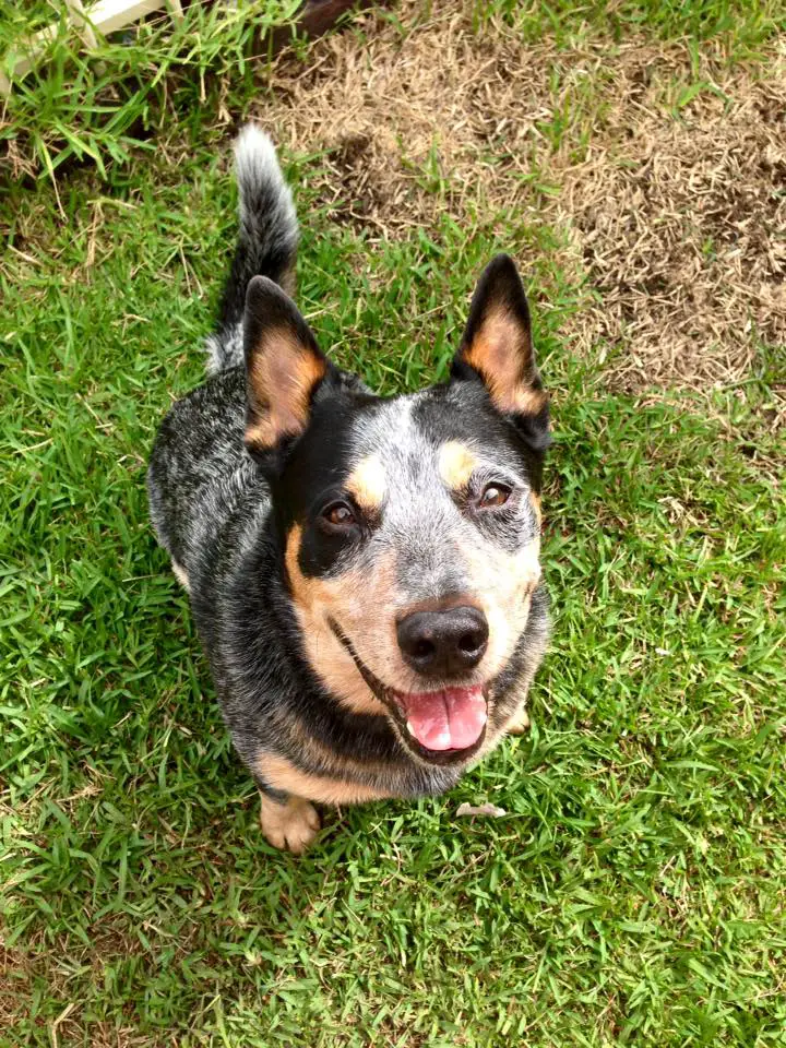 RIP Buddy Dieser Hund bezauberte mit seiner Wunschliste die Welt